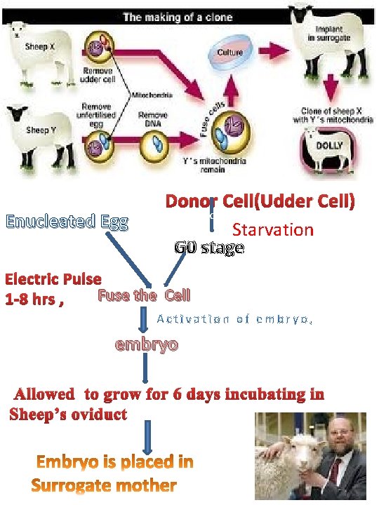 Enucleated Egg Donor Cell(Udder Cell) c Starvation G 0 stage Electric Pulse Fuse the