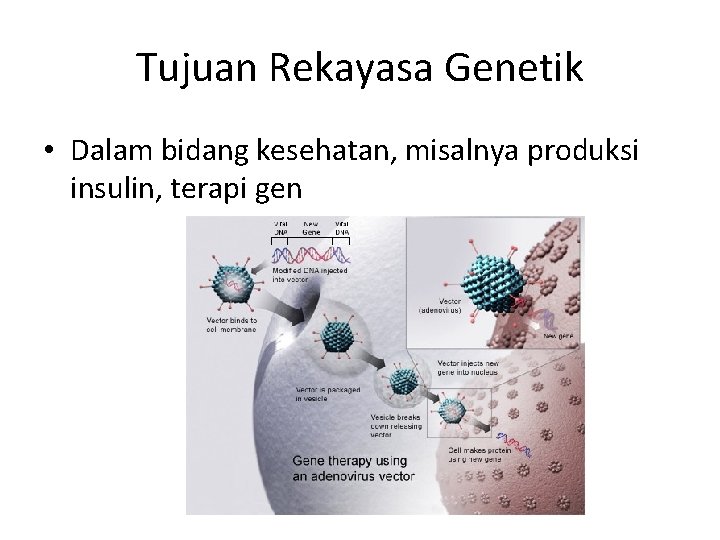 Tujuan Rekayasa Genetik • Dalam bidang kesehatan, misalnya produksi insulin, terapi gen 