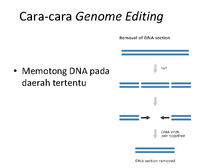 Cara-cara Genome Editing • Memotong DNA pada daerah tertentu 