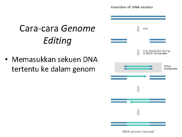 Cara-cara Genome Editing • Memasukkan sekuen DNA tertentu ke dalam genom 