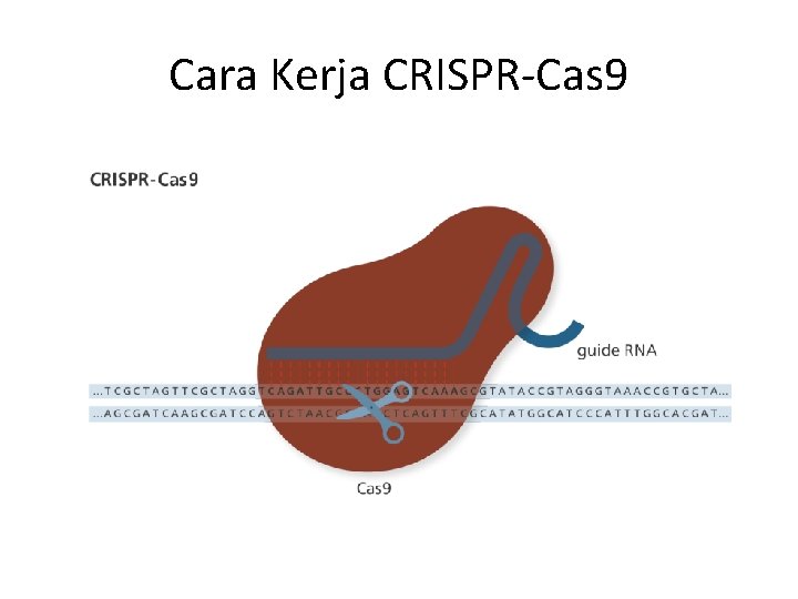 Cara Kerja CRISPR-Cas 9 