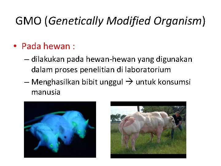 GMO (Genetically Modified Organism) • Pada hewan : – dilakukan pada hewan-hewan yang digunakan