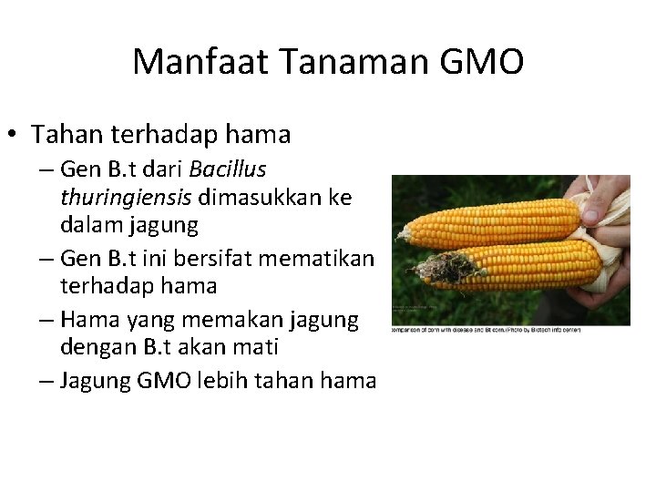 Manfaat Tanaman GMO • Tahan terhadap hama – Gen B. t dari Bacillus thuringiensis