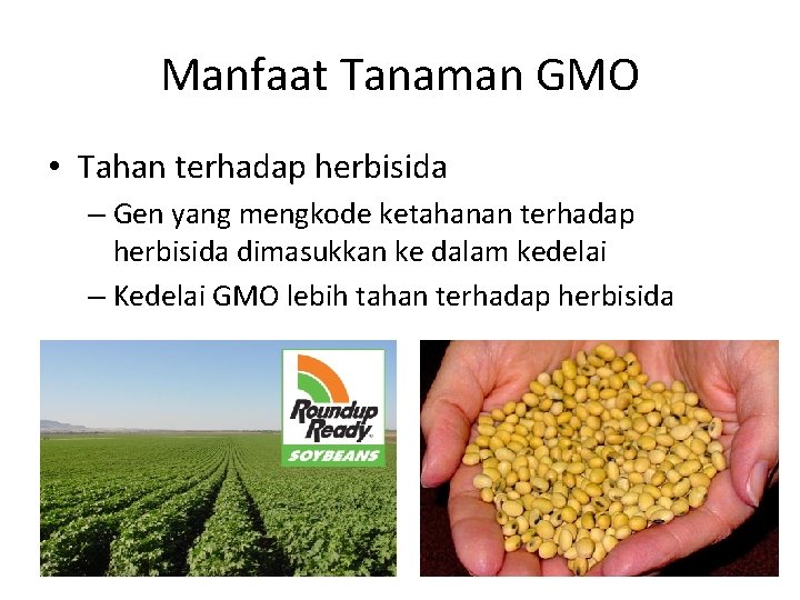 Manfaat Tanaman GMO • Tahan terhadap herbisida – Gen yang mengkode ketahanan terhadap herbisida