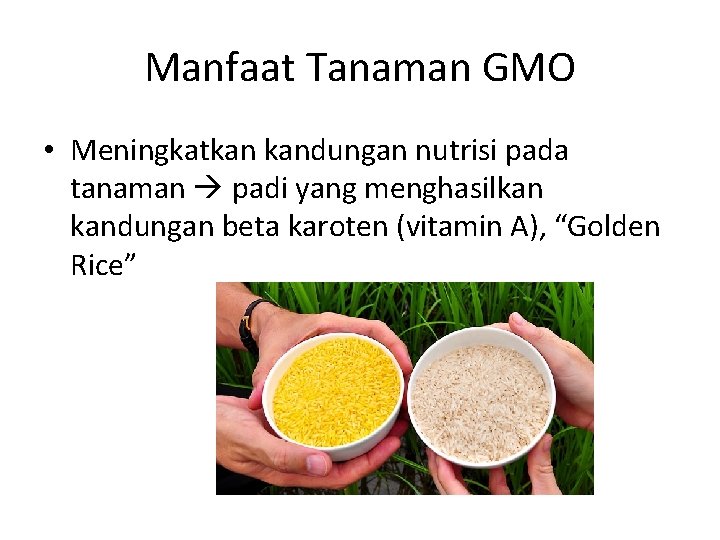 Manfaat Tanaman GMO • Meningkatkan kandungan nutrisi pada tanaman padi yang menghasilkan kandungan beta