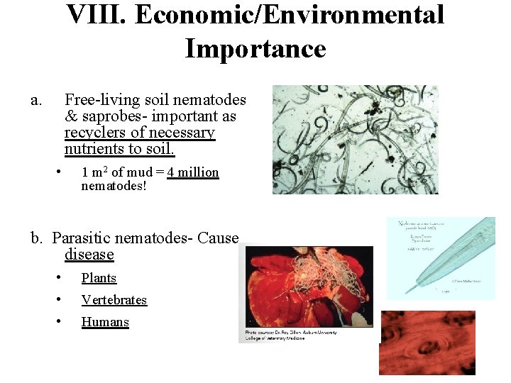 VIII. Economic/Environmental Importance a. Free-living soil nematodes & saprobes- important as recyclers of necessary