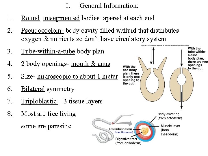 I. General Information: 1. Round, unsegmented bodies tapered at each end 2. Pseudocoelom- body