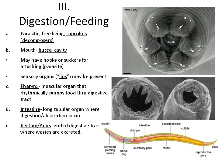 III. Digestion/Feeding a. Parasitic, free living, saprobes (decomposers) b. Mouth- buccal cavity • May