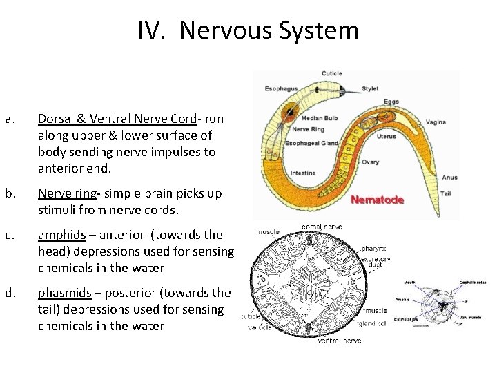 IV. Nervous System a. Dorsal & Ventral Nerve Cord- run along upper & lower