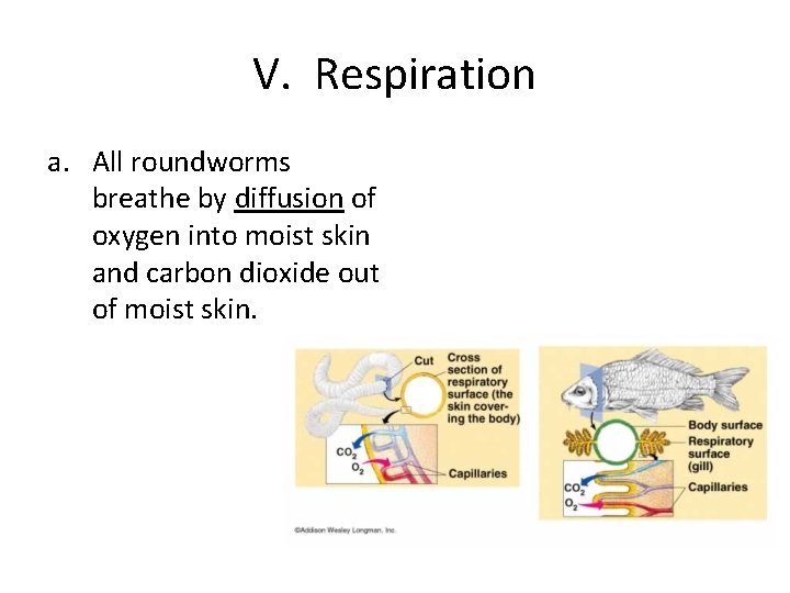 V. Respiration a. All roundworms breathe by diffusion of oxygen into moist skin and