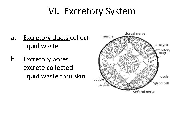 VI. Excretory System a. Excretory ducts collect liquid waste b. Excretory pores excrete collected