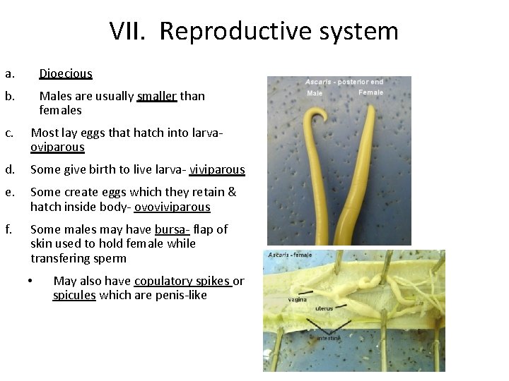 VII. Reproductive system a. Dioecious b. Males are usually smaller than females c. Most