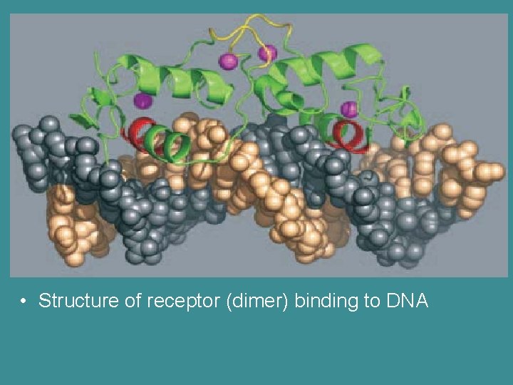  • Structure of receptor (dimer) binding to DNA 