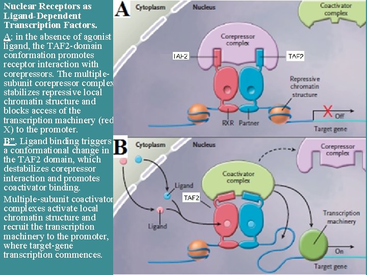 Nuclear Receptors as Ligand-Dependent Transcription Factors. A: in the absence of agonist ligand, the