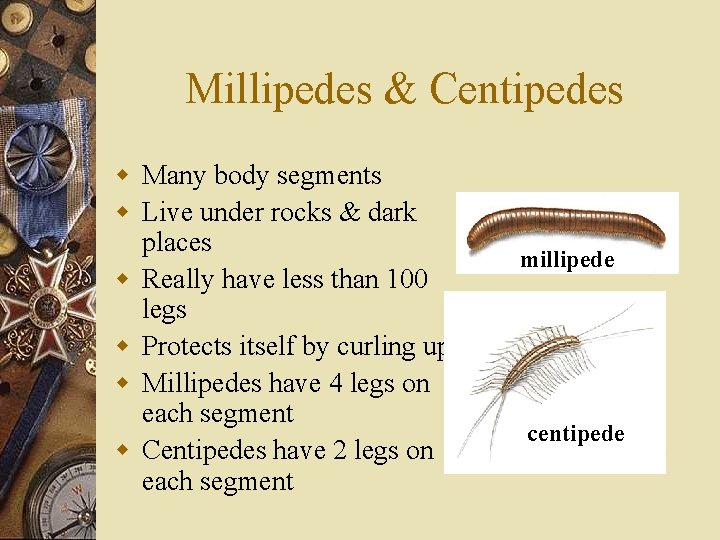 Millipedes & Centipedes w Many body segments w Live under rocks & dark places