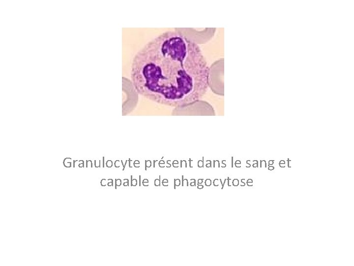Granulocyte présent dans le sang et capable de phagocytose 