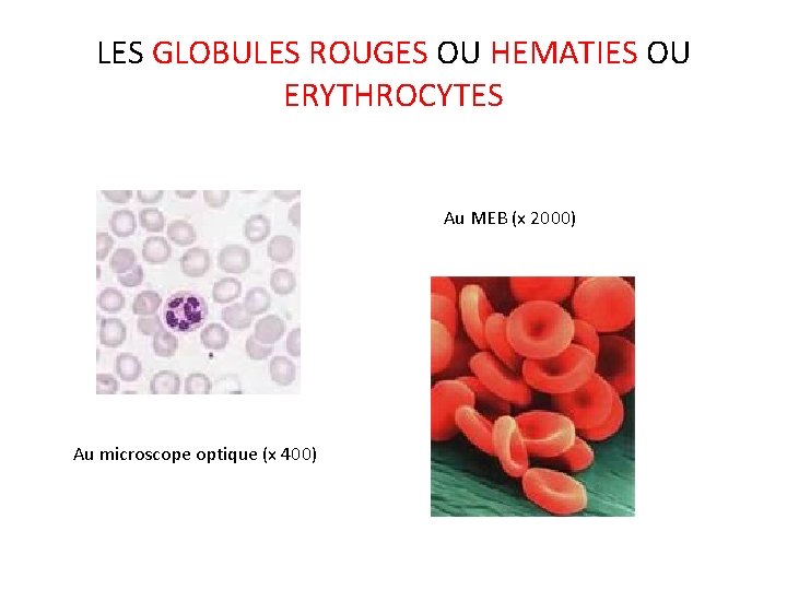 LES GLOBULES ROUGES OU HEMATIES OU ERYTHROCYTES Au MEB (x 2000) Au microscope optique