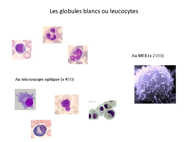 Les globules blancs ou leucocytes Au MEB (x 2000) Au microscope optique (x 400)