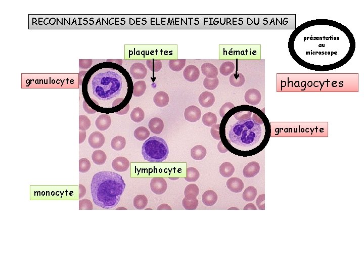 RECONNAISSANCES DES ELEMENTS FIGURES DU SANG plaquettes hématie présentation au microscope phagocytes granulocyte lymphocyte