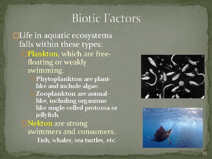 Biotic Factors �Life in aquatic ecosystems falls within these types: �Plankton, which are free-