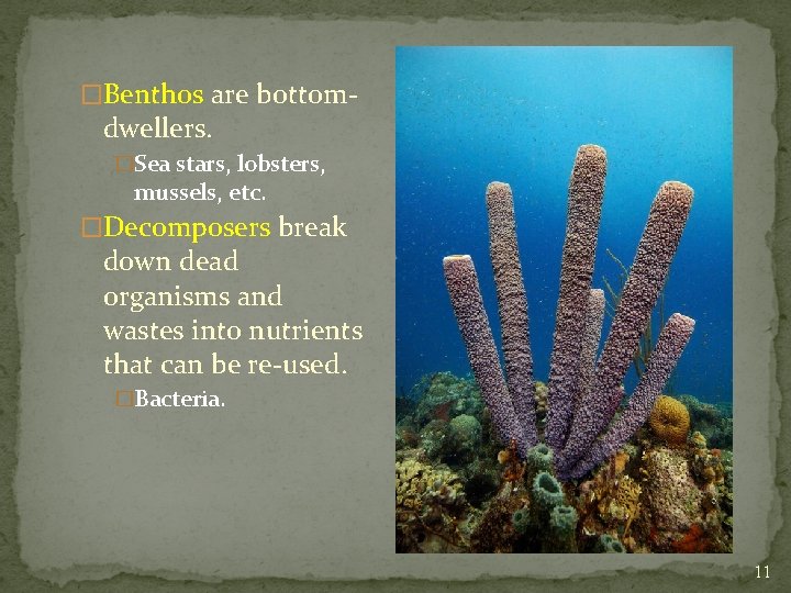 �Benthos are bottom- dwellers. �Sea stars, lobsters, mussels, etc. �Decomposers break down dead organisms
