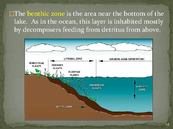 �The benthic zone is the area near the bottom of the lake. As in