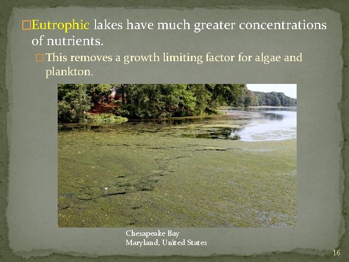 �Eutrophic lakes have much greater concentrations of nutrients. � This removes a growth limiting