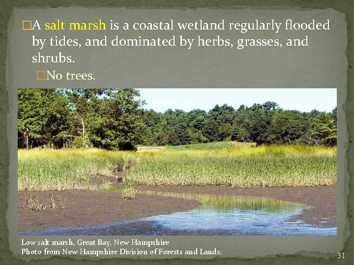 �A salt marsh is a coastal wetland regularly flooded by tides, and dominated by