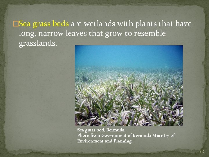�Sea grass beds are wetlands with plants that have long, narrow leaves that grow