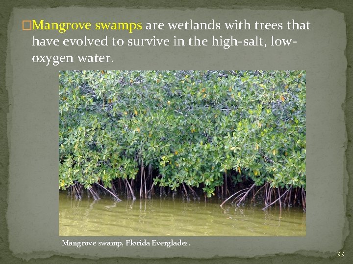 �Mangrove swamps are wetlands with trees that have evolved to survive in the high-salt,