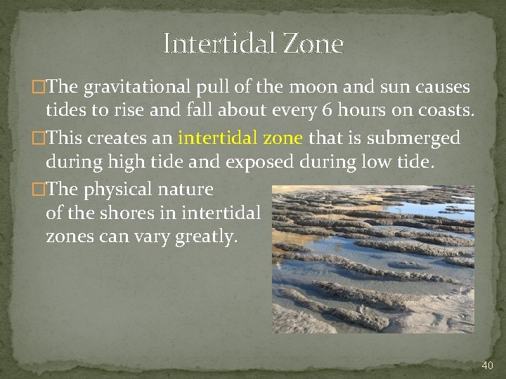 Intertidal Zone �The gravitational pull of the moon and sun causes tides to rise