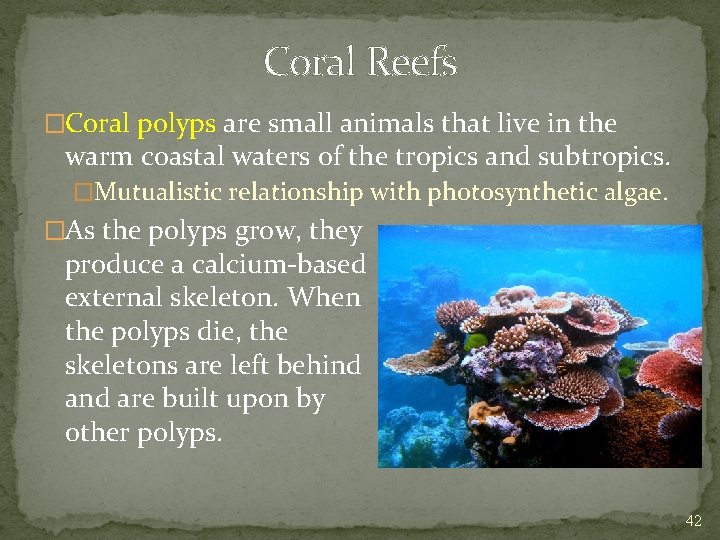 Coral Reefs �Coral polyps are small animals that live in the warm coastal waters