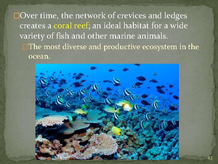 �Over time, the network of crevices and ledges creates a coral reef; an ideal