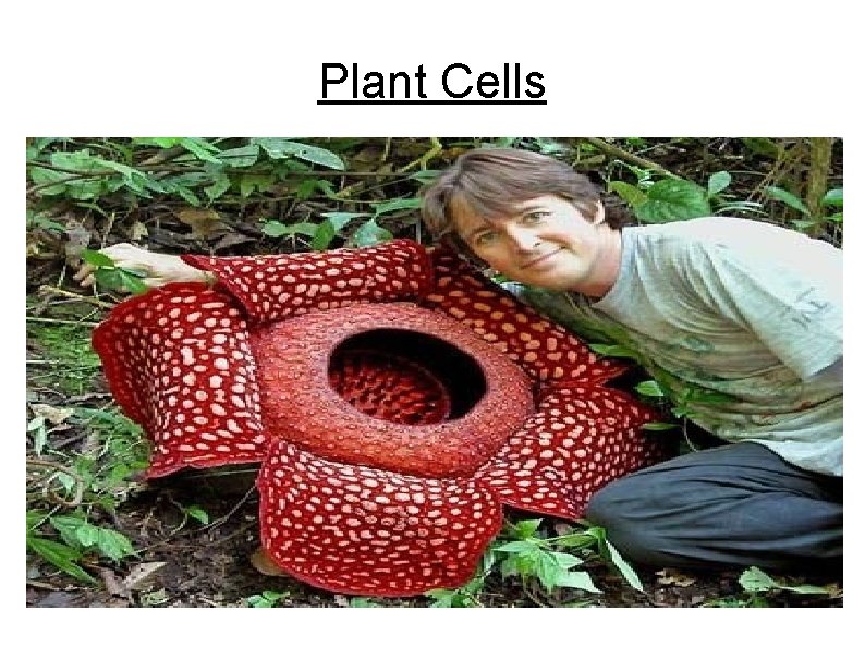 Plant Cells 