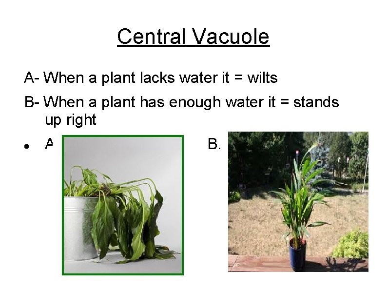 Central Vacuole A- When a plant lacks water it = wilts B- When a
