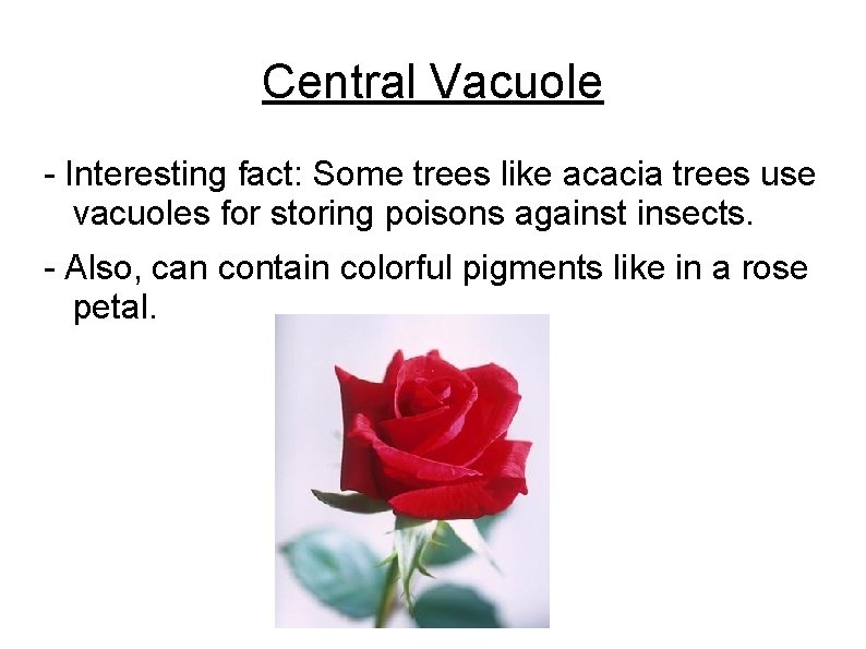 Central Vacuole - Interesting fact: Some trees like acacia trees use vacuoles for storing