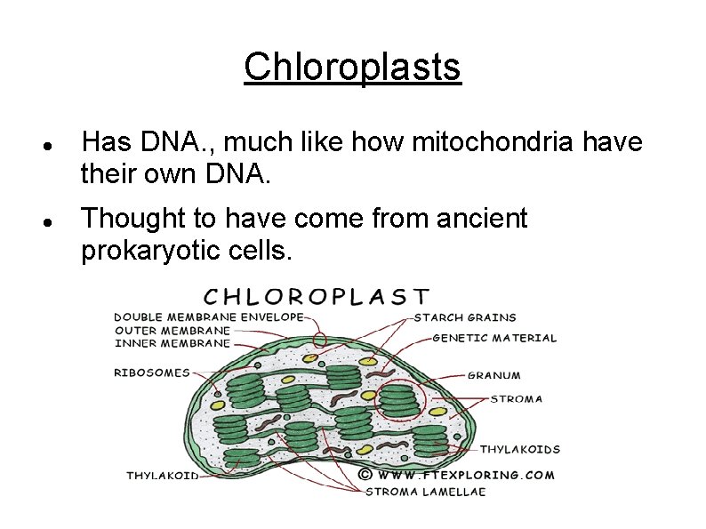 Chloroplasts Has DNA. , much like how mitochondria have their own DNA. Thought to