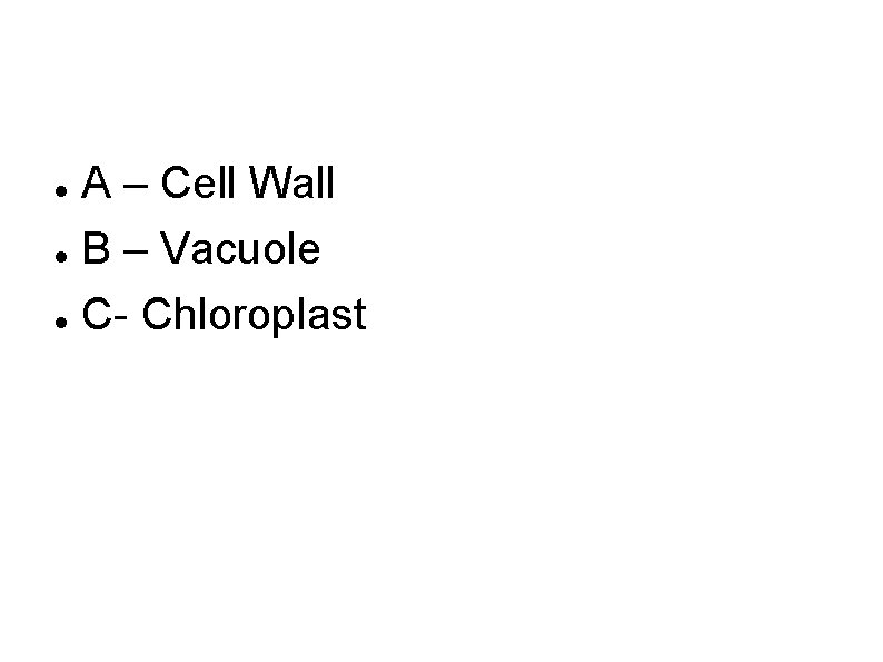 A – Cell Wall B – Vacuole C- Chloroplast 