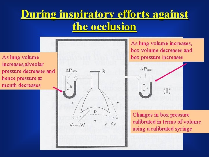 During inspiratory efforts against the occlusion As lung volume increases, box volume decreases and