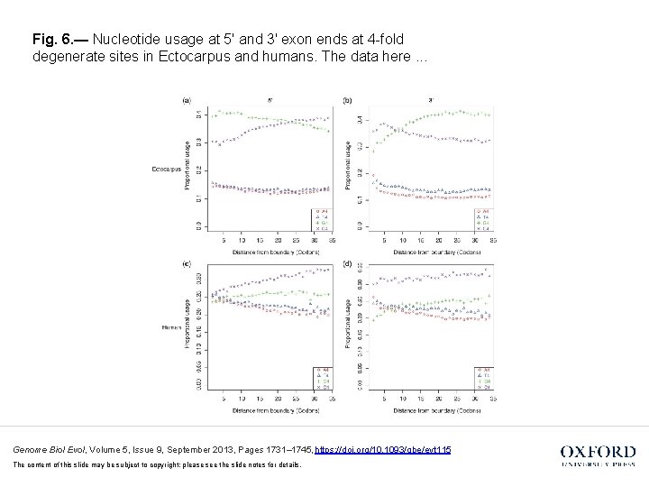 Fig. 6. — Nucleotide usage at 5′ and 3′ exon ends at 4 -fold