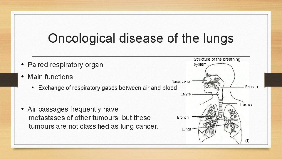 Oncological disease of the lungs • Paired respiratory organ • Main functions Structure of