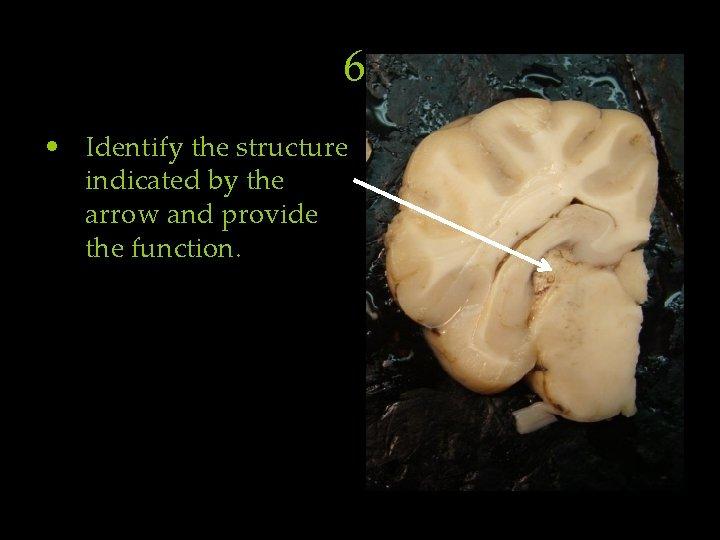 6. • Identify the structure indicated by the arrow and provide the function. 