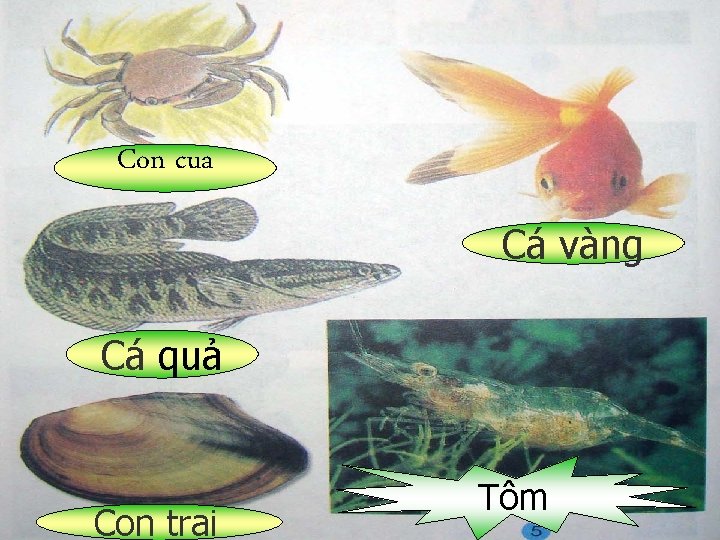 Con cua Cá vàng Cá quả Con trai Tôm 