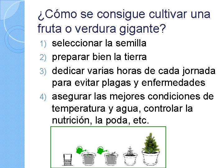 ¿Cómo se consigue cultivar una fruta o verdura gigante? seleccionar la semilla 2) preparar