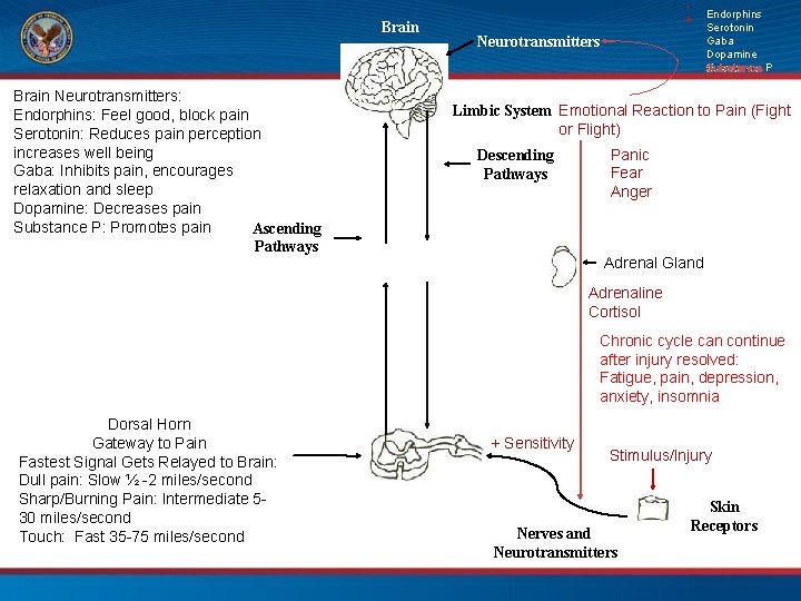 Brain Neurotransmitters: Endorphins: Feel good, block pain Serotonin: Reduces pain perception increases well being