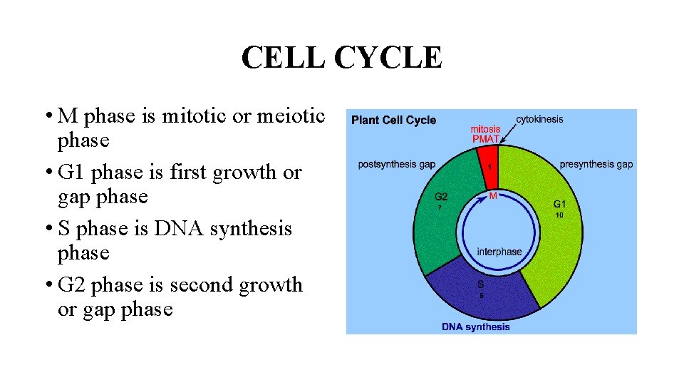 CELL CYCLE • M phase is mitotic or meiotic phase • G 1 phase