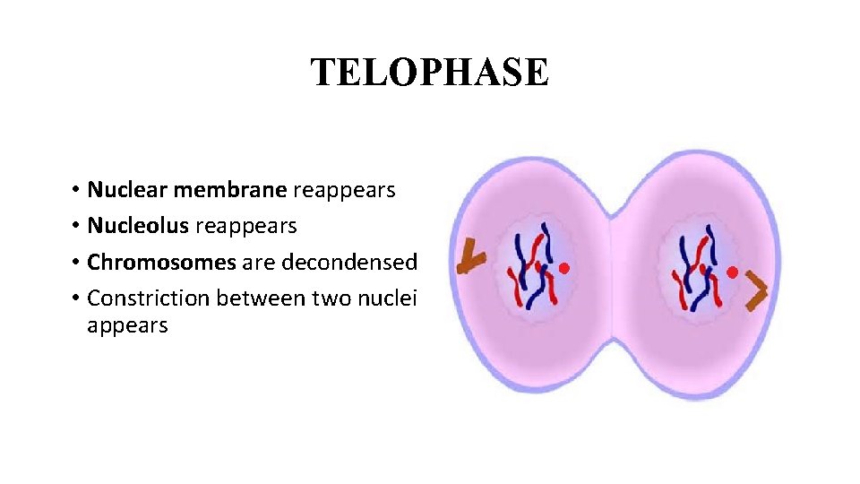 TELOPHASE • Nuclear membrane reappears • Nucleolus reappears • Chromosomes are decondensed • Constriction