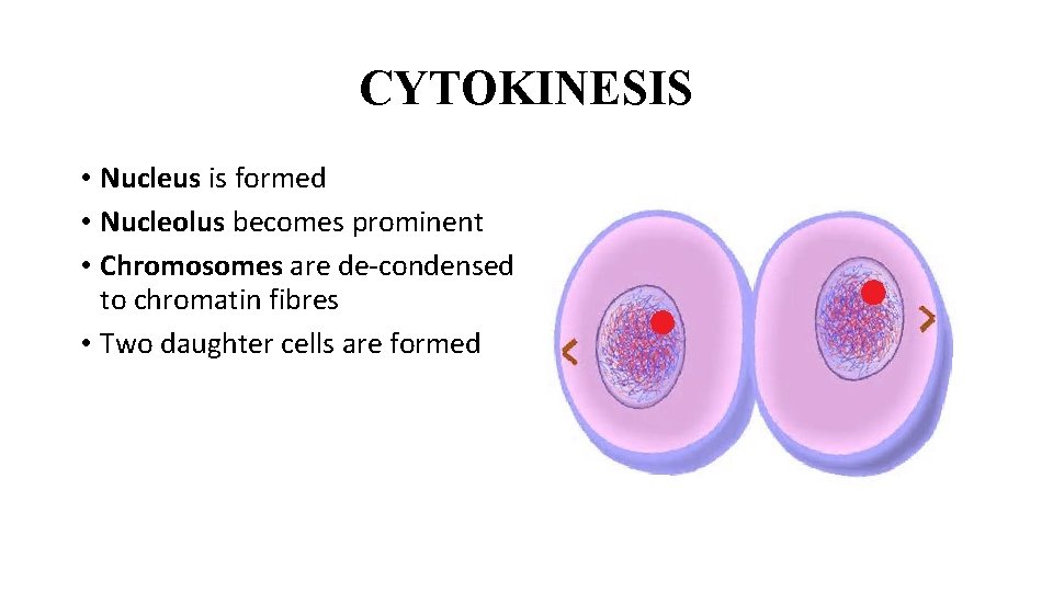 CYTOKINESIS • Nucleus is formed • Nucleolus becomes prominent • Chromosomes are de-condensed to