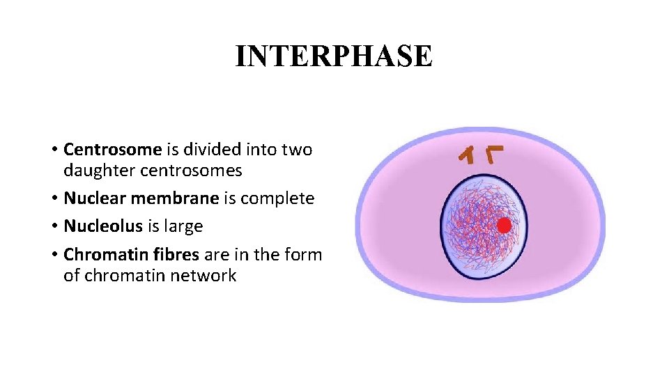 INTERPHASE • Centrosome is divided into two daughter centrosomes • Nuclear membrane is complete