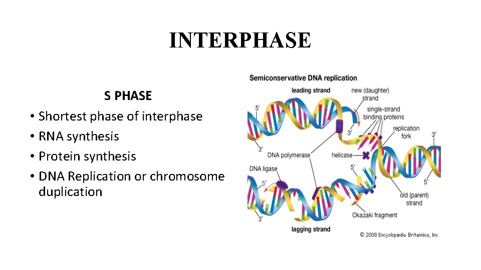 INTERPHASE S PHASE • Shortest phase of interphase • RNA synthesis • Protein synthesis